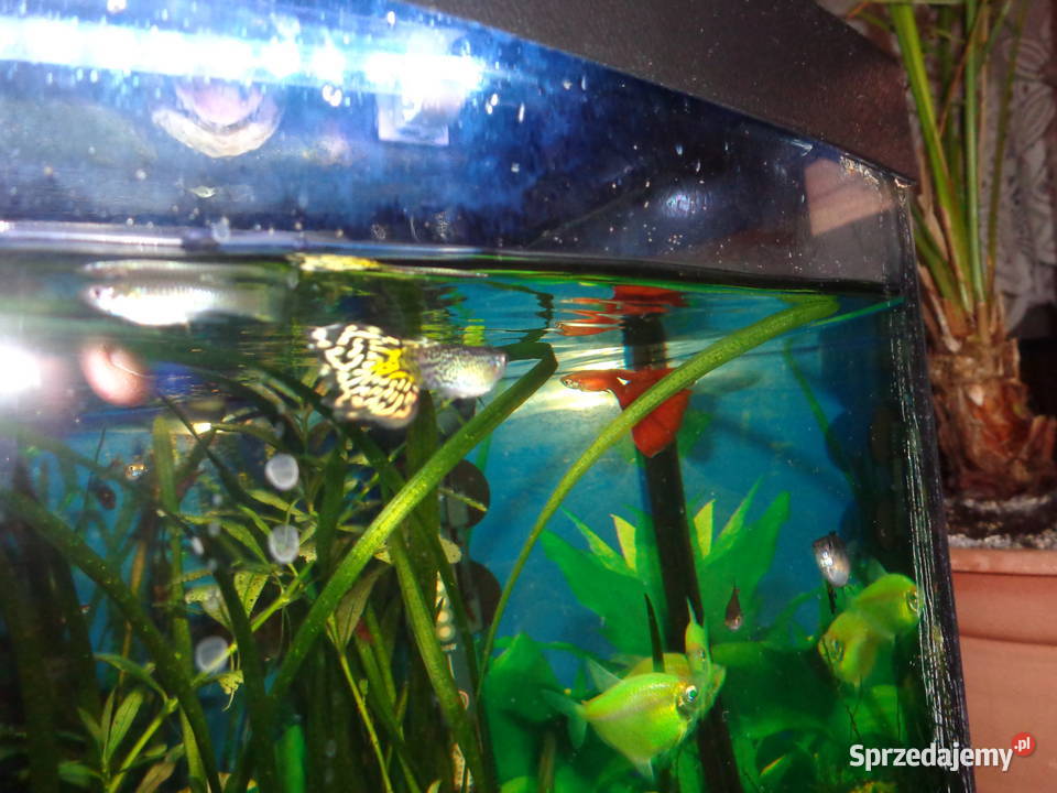 gupiki młody narybek Poznań