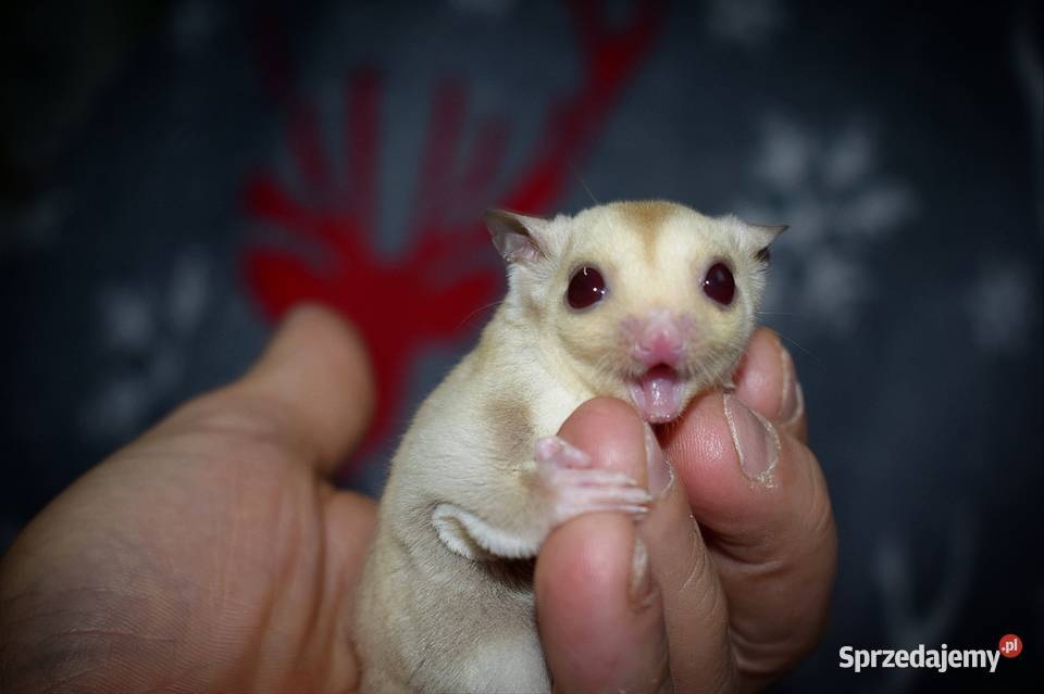 Lotopakanka lotopałanki sugar glider Wrocław