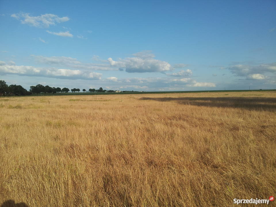 Działki budowlane w Witkowie koło Stargardu Witkowo Drugie