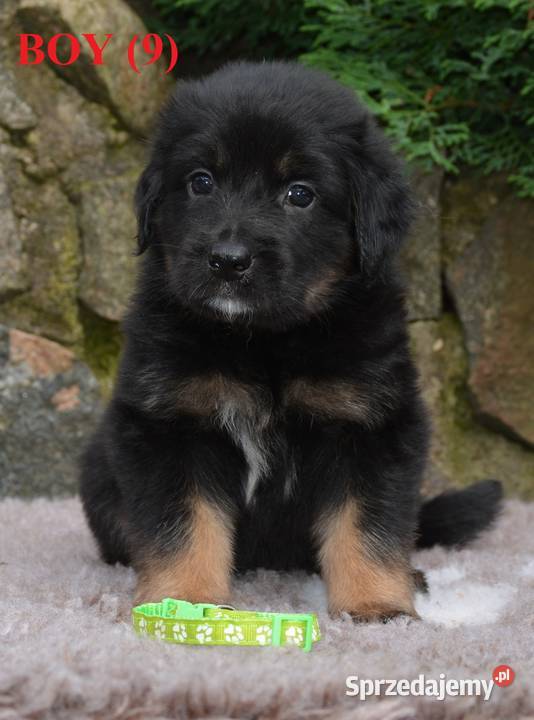 oferujemy szczenięta hovawarta z renomowanego podlaskie Białystok