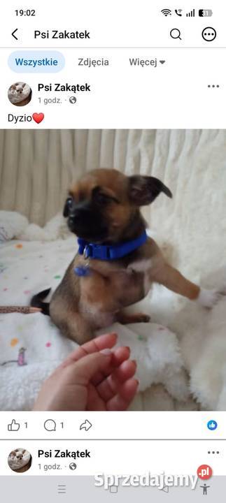 Piesek chihuahua Chihuahua Konin