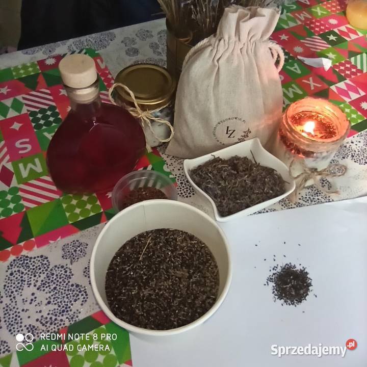 Lawenda lekarska wąskolistna Sadzonki kwiaty Korczew