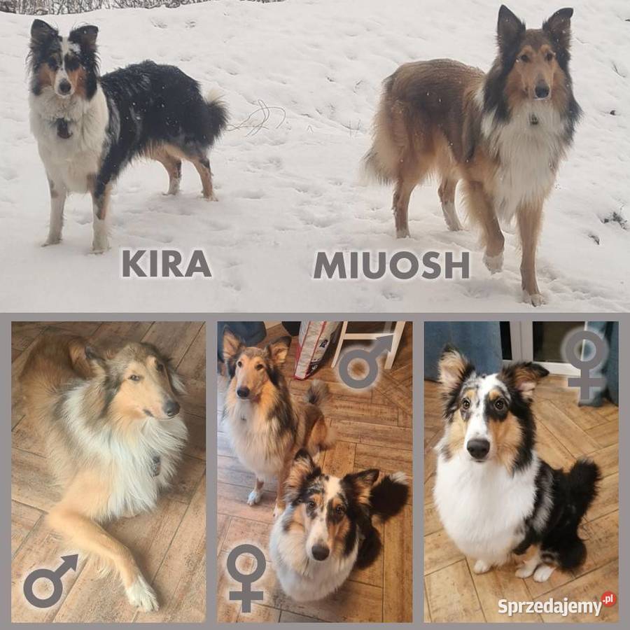 Owczarek Szkocki Długowłosy Collie Owczarek