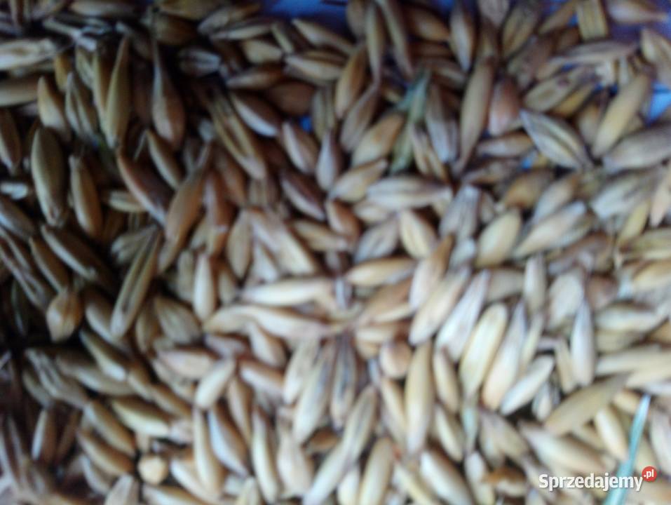 Mieszanka zbożowa jara jęczmień Kucyk owies