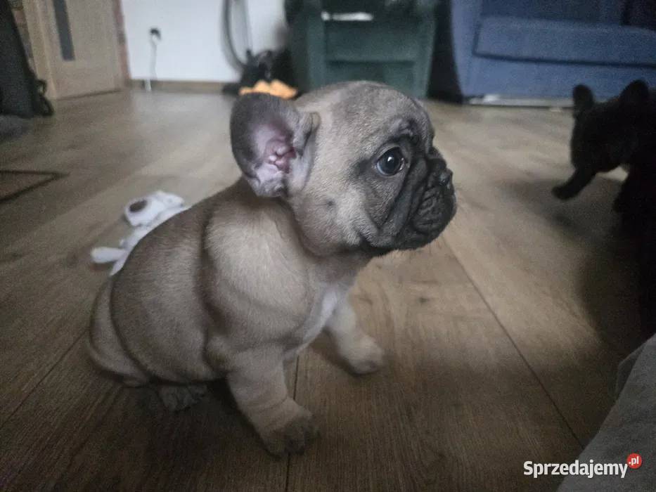 Buldog Francuski Suczka Spokojny Charakter