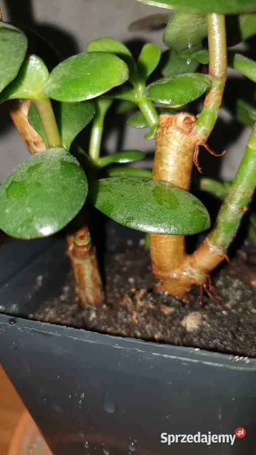 Grubosz crassula ładne drzewko szczęścia