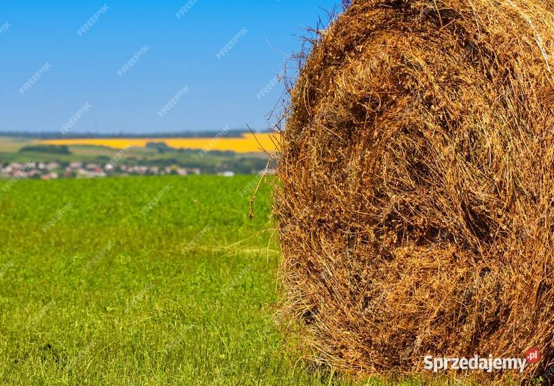słoma bele baloty słomy ciuki balot sprzedam Trawy, słoma Żeszczynka