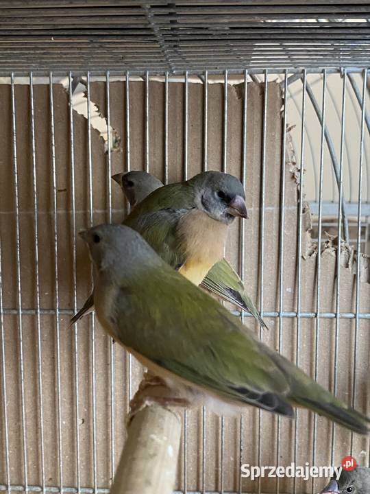 amadyna wspaniała Damasławek