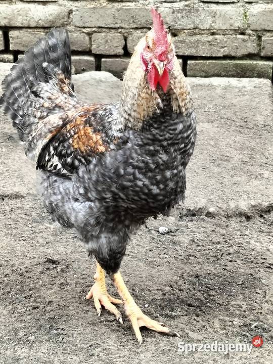 Koguty green shill Nałęczów