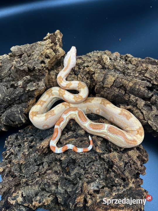 Boa imperatorBoa cesarski Sosnowiec