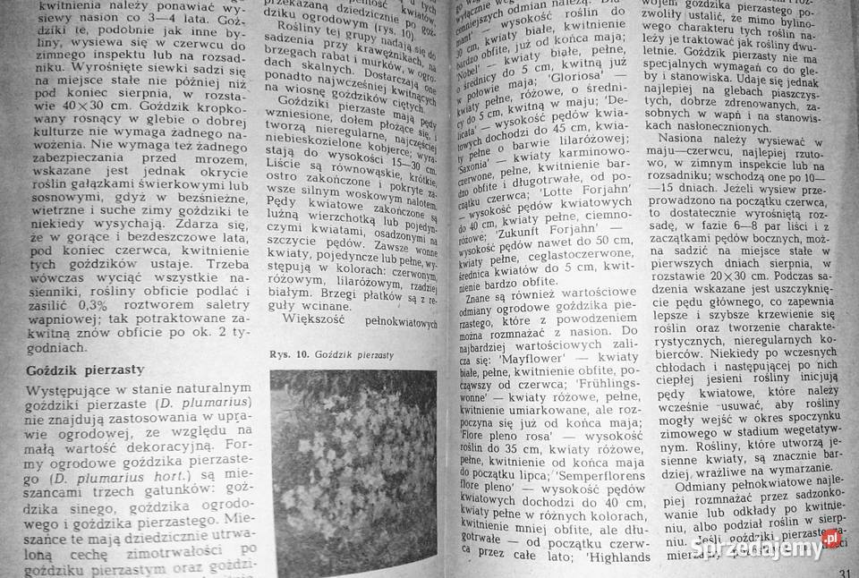 Goździki w ogródku Rabatowe skalne Kazimierz Chełm