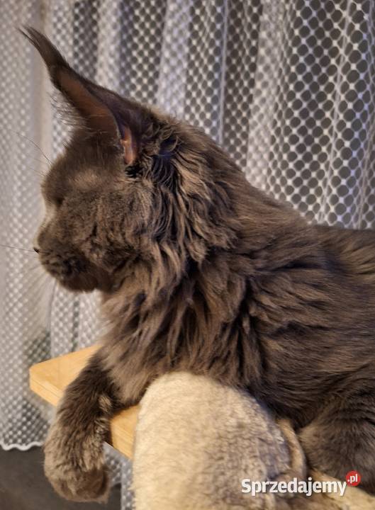 Reproduktor Maine Coon Solid Poręba