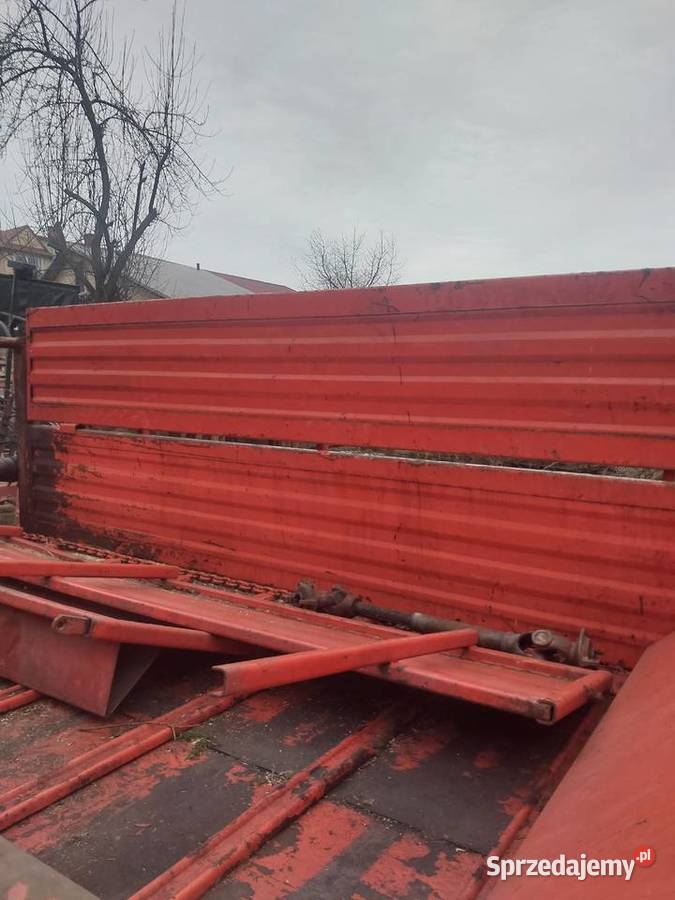 Rozrzutnik agrmet górski Jordanów