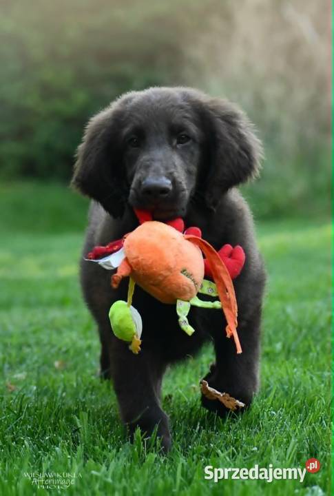 FlatCoated Retriever czekoladowe suczki ZKwP FCI Tarnów