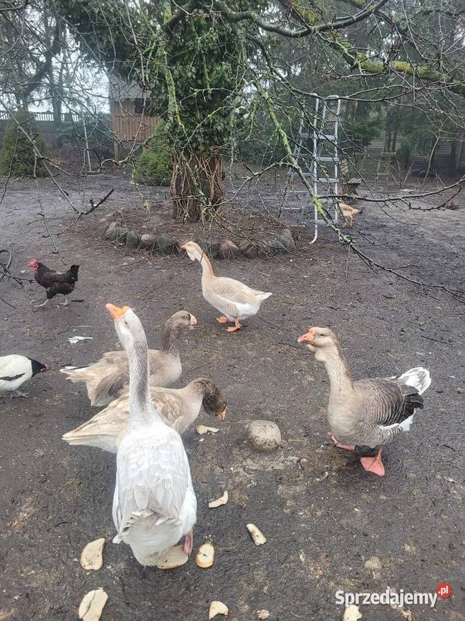 Gęsi Chołmogory Zielona Góra