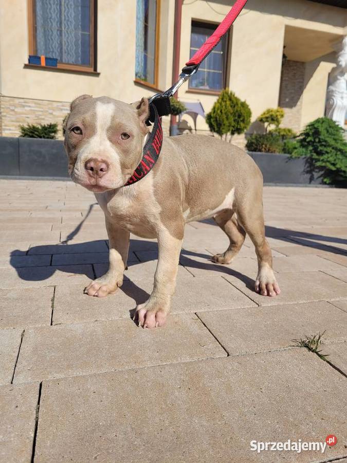 American bully Abkc standard szczenięta lubelskie Janów Lubelski