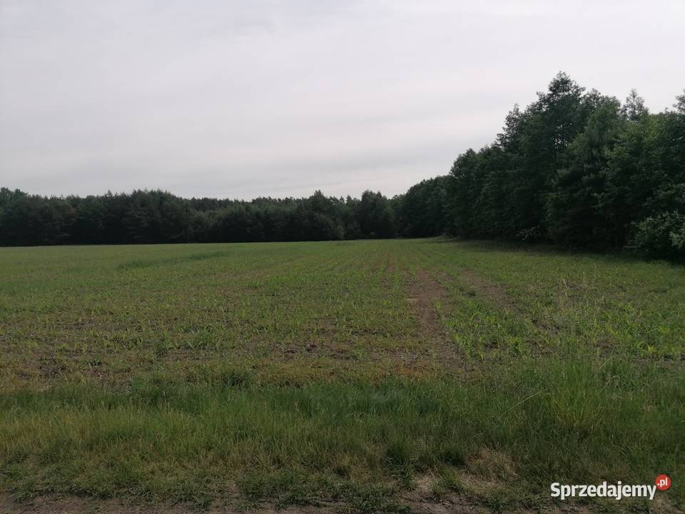 grunt idealny na budowę rezydencji wielkopolskie Nowy Tomyśl sprzedam