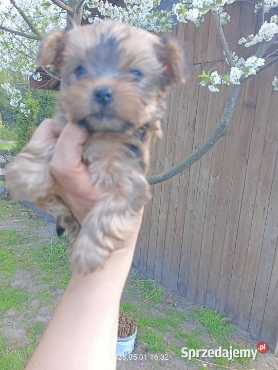 Yorkshire terrier Mochała