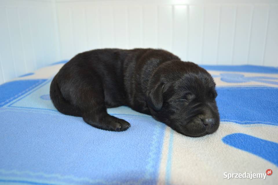 Szczeniaki Labrador Retriever czarne i Żelechlinek