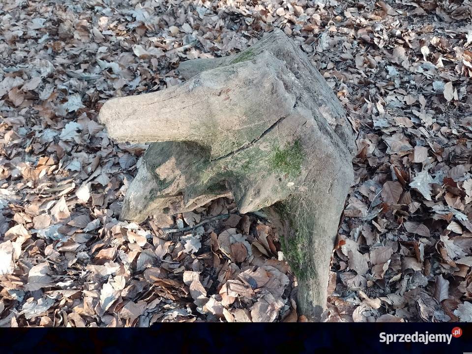 Korzeń dębowy naruralny do ogrodu Siekierki Małe sprzedam