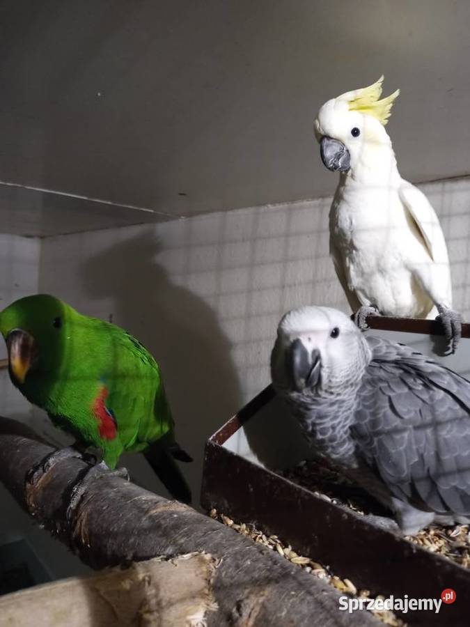 Żako kongijskie Rakoniewice