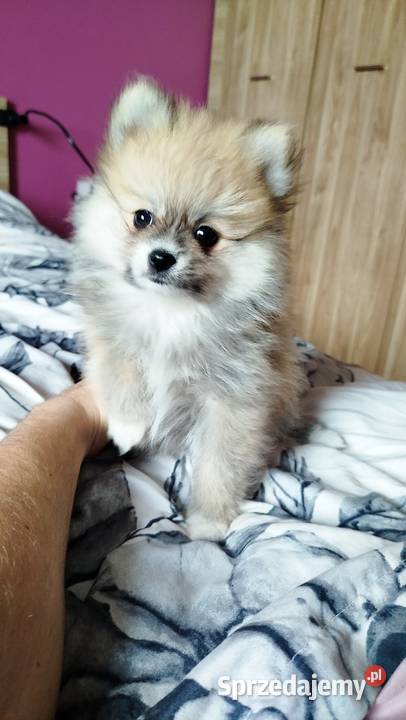 Szpic miniaturowy Bydgoszcz