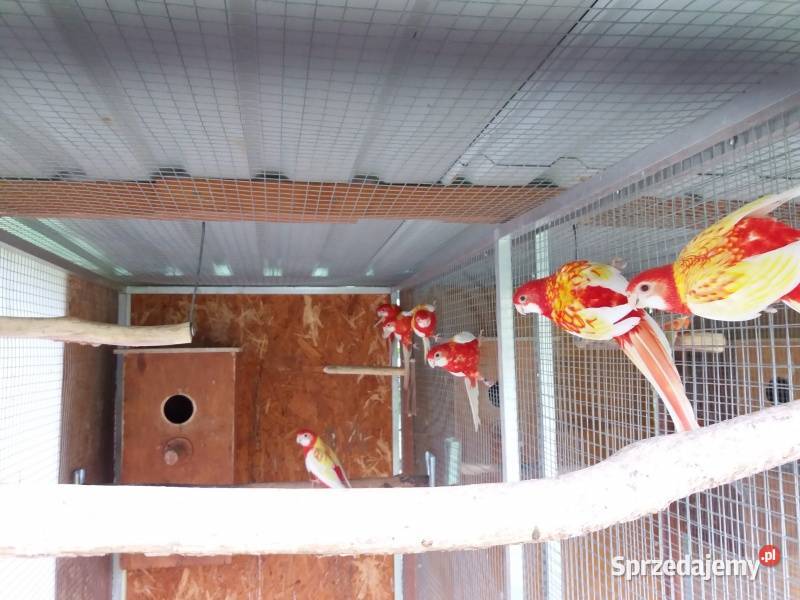 rozele bialolice Chudów