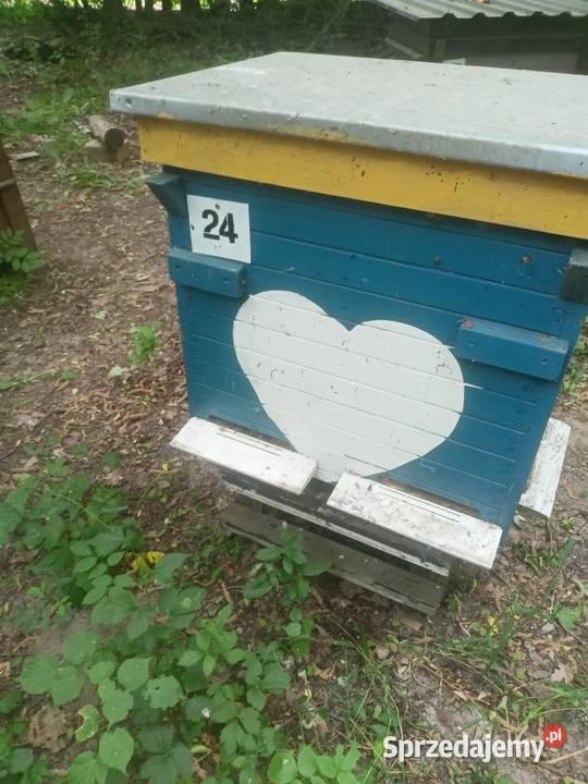 Pszczoły Pasieka Rodziny Pszczele Ule z