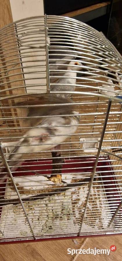 Gołąbki diamentowe para Młode z tego roku Gdynia sprzedam