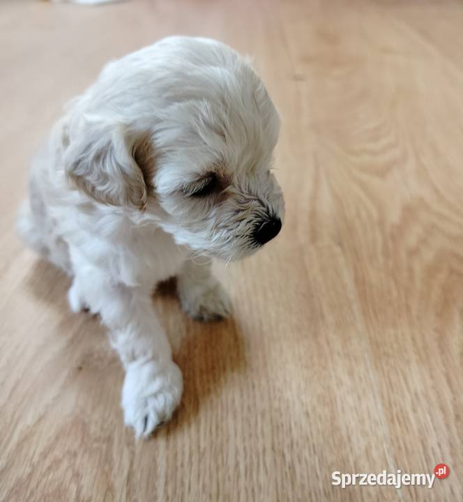 Maltipoo Chojnice
