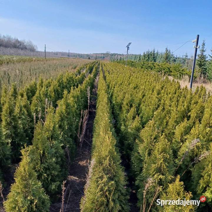 Tuja Szmaragd Thuja occidentalis Smaragd 120130 Grójec