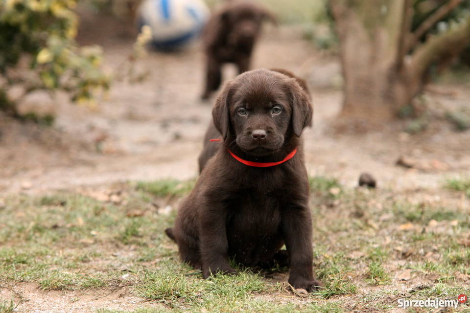 Labrador Retriever czarne i czekoladowe dolnośląskie Poniatowice