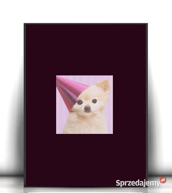 chihuahua plakat A4 śmieszny obrazek z psem pies