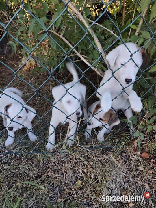Sprzedam Jack Russell Terrier