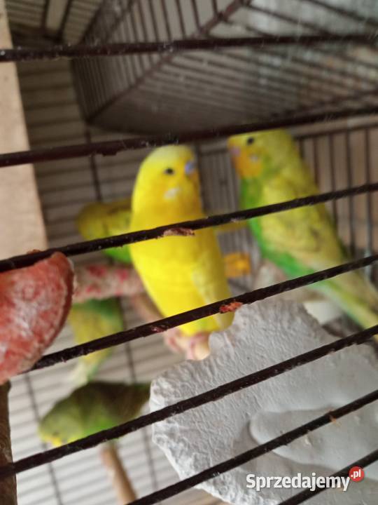 Papużki faliste dwumiesięczne i starsze sprzedam Zwierzęta Kraków sprzedam
