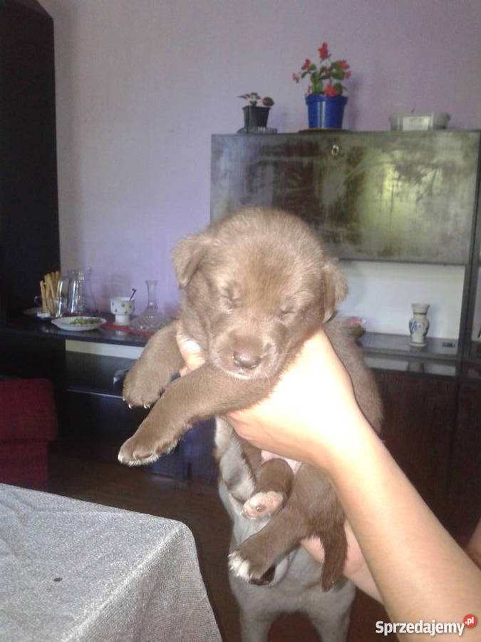 Mam o sprzedania husky mieszaniec Cieszyn