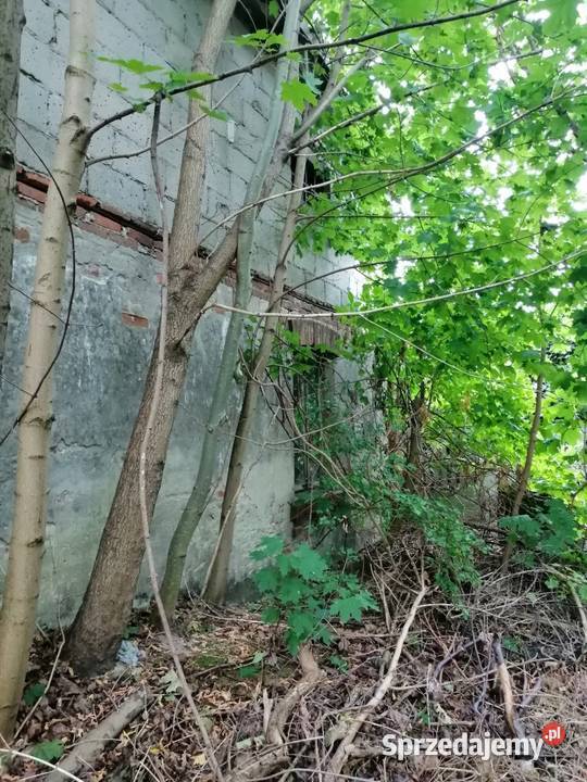 Syndyk sprzeda udział 16 w działkach Jędrzejów budowlana Nieruchomości Jędrzejów Nowy