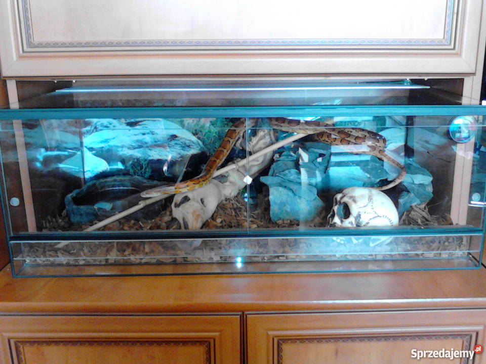 Wąż zbożowy terarium Kędzierzyn-Koźle