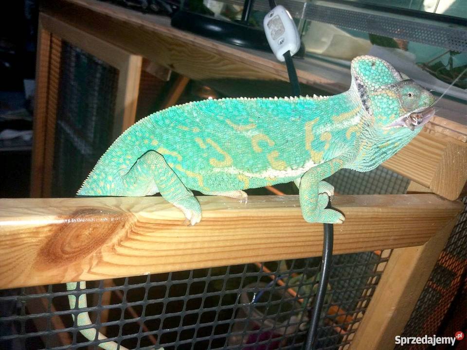 Młode Kameleony jemeńskie Łódź sprzedam