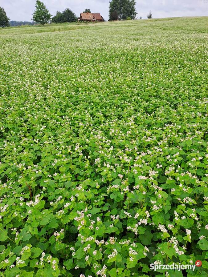 Mieszanka poplonowa gryka soczewica