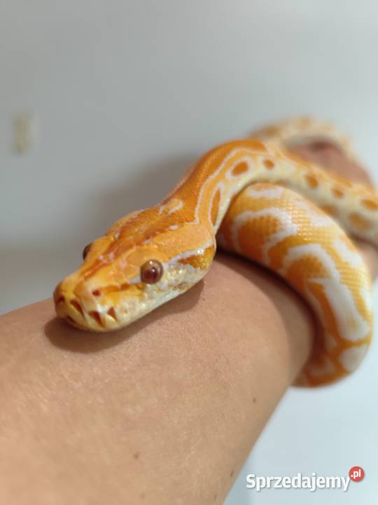Python Bivittatus Pruszków