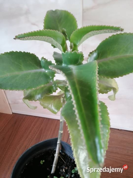 Żyworódka roślina lecznicza wysokość 45Kwiat łódzkie Łódź