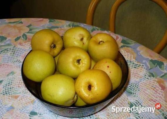Pigwowiec owoce z własnego ekologicznego ogrodu Stalowa Wola sprzedam