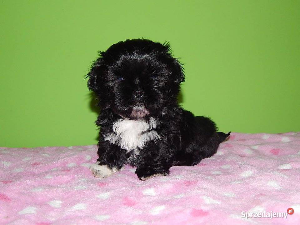 Shih Tzu Śliczny Czarny Maleńki Chłopczyk śląskie Dąbrowa Górnicza