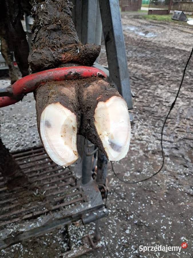 Peofesionalna korekcja racic podlaskie