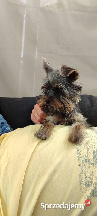 Yorkshire terrier szczenięta