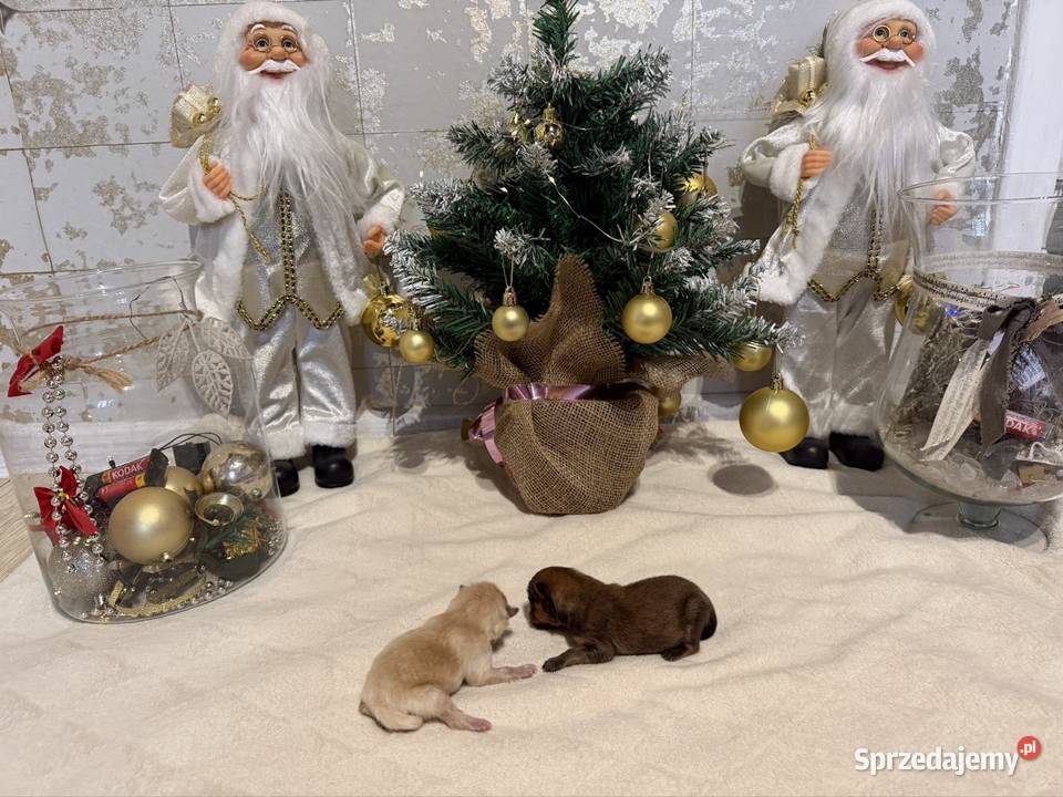 Szpic miniaturowy ciemny chłopczyk Szpic miniaturowy