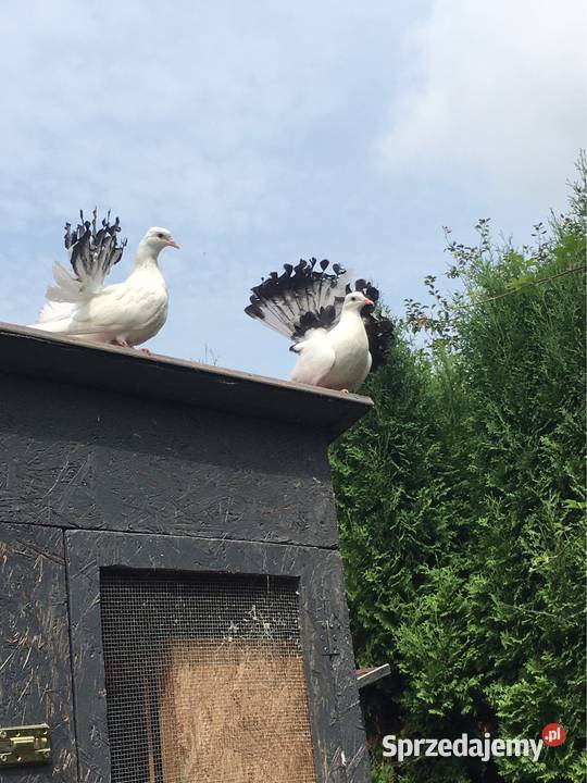 Gołębie pawiki pawik Dębica