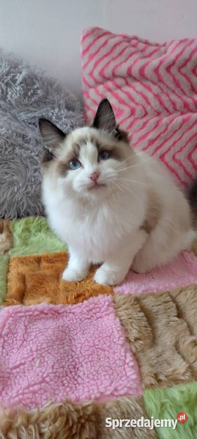 Kocurek ragdoll seal bikolor Wrocław