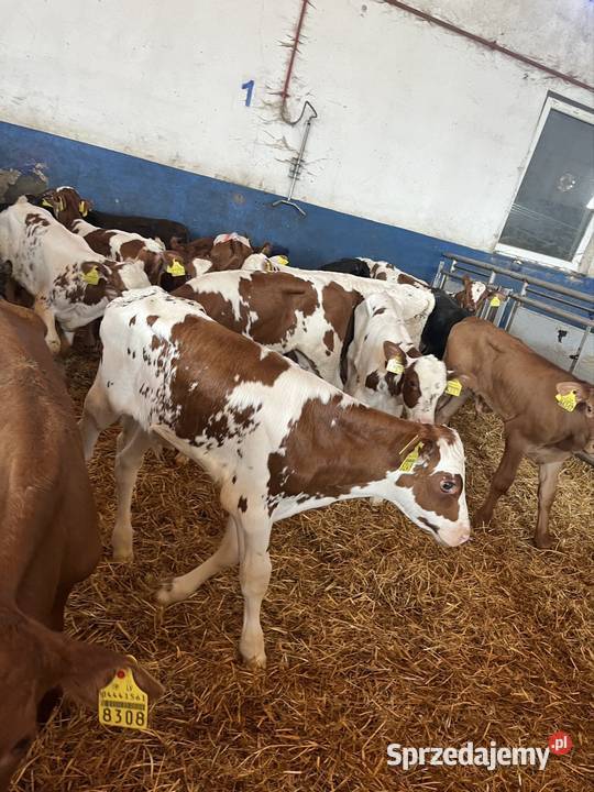 Sprzedam 19 byków Litwa numer do szefa 783073750 podlaskie Kolno
